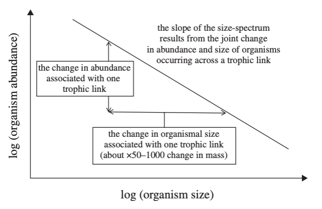 Petchey Size Spectrum Schematic